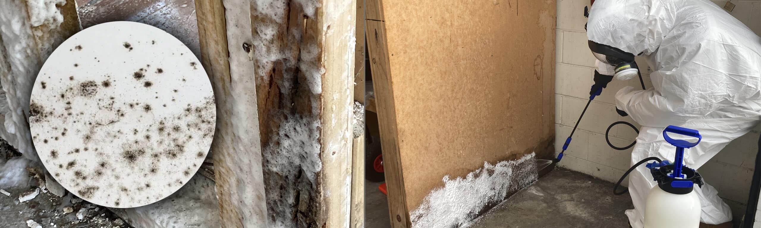 Mould removal — Pure Services remediation