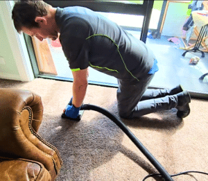 Animal Urine on Carpet